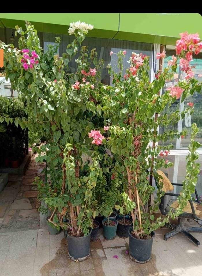 عمل تنسيق حدائق